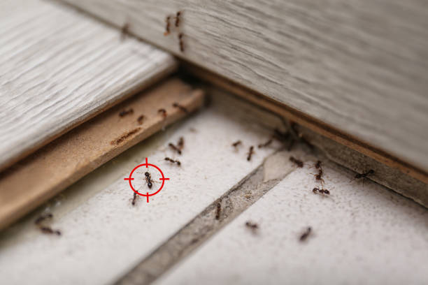 Best Insect Control  in Oakley, CA