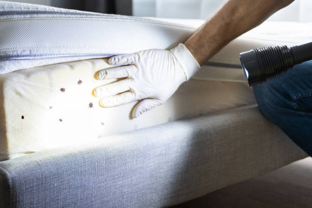 Best Wasp Removal Services  in Oakley, CA
