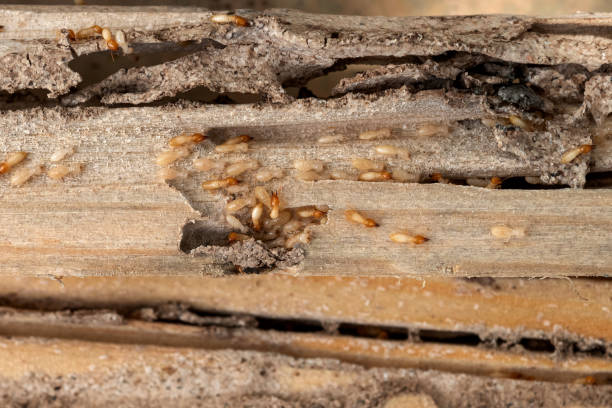 Best Pest Control Near Me  in Oakley, CA