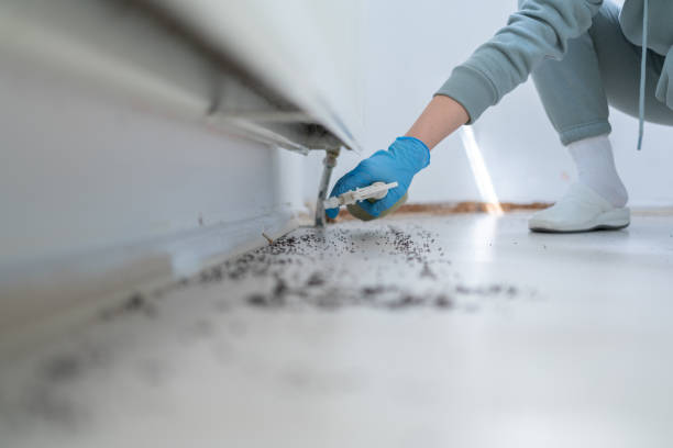 Wasp Removal Services in Oakley, CA